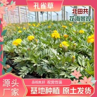 孔雀草批发