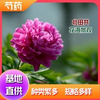 芍药厂家