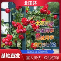 大花月季批发