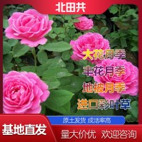 大花月季厂家