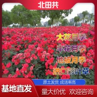 地被月季苗