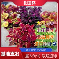 进口彩叶草价格