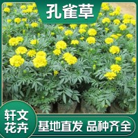 孔雀草价格
