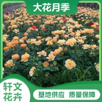 大花月季价格