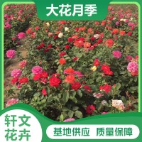 大花月季批发