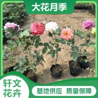大花月季苗