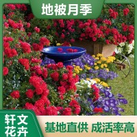 地被月季基地