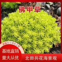 佛甲草批发