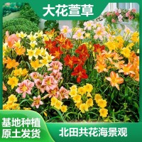 大花萱草厂家