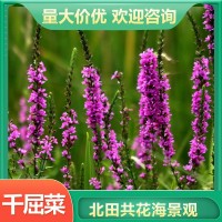 千屈菜价格