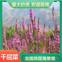 千屈菜基地