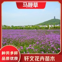 马鞭草厂家
