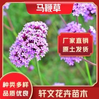 马鞭草批发价格