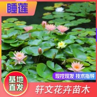 睡莲厂家