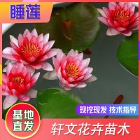 睡莲基地