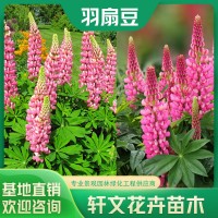 羽扇豆批发