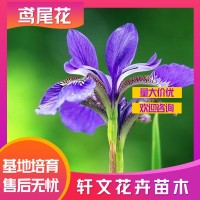 鸢尾花