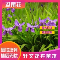 鸢尾花价格