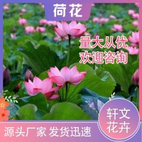 荷花苗