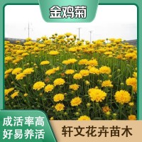 金鸡菊