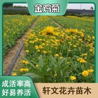 金鸡菊批发价格