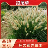 狼尾草
